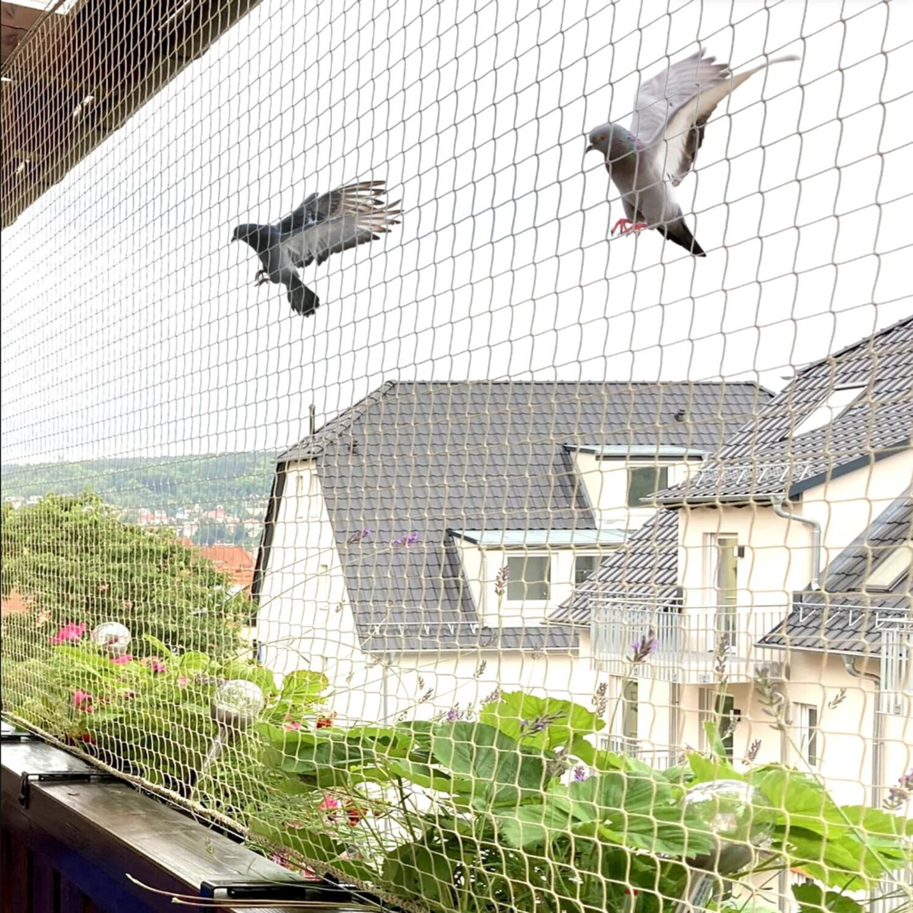 Pigeon Nets — reference photos — image 5